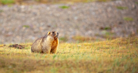 The marmot sits in the grass in the mountains, looks to the side, as if reading your text, studying, showing curiosity, interest. Copy space with place for text. Landscape with wild animals.
