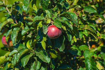 Apple tree. Branch of ripe red apples on a tree in a garden