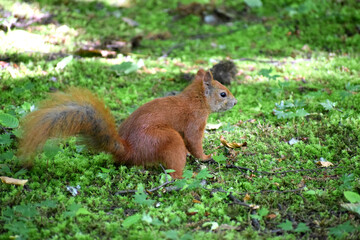 Squirrel in the park summer day