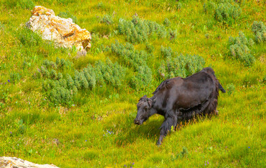A herd of yaks graze in the mountains. Himalayan big yak in a beautiful landscape. Hairy cow cattle wild animal in nature in Tibet. Sunny summer day in the wild. Farm animal in Nepal and Tibet.