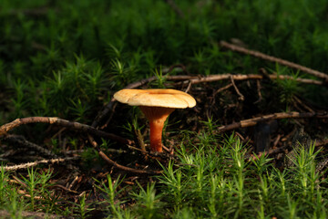 beautiful mushroom in the forest