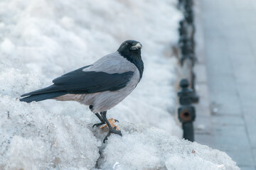 Crow on snow in a city