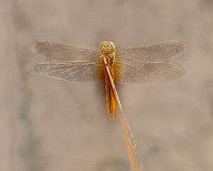 A Dragonfly resting on a bamboo