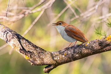 Common Nightingale (Luscinia megarhynchos), beautiful small orange songbird