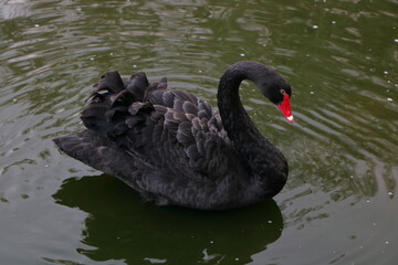 Naklejka premium Black Swan on the lake