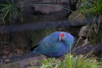 The Purple Swamphen is a very large member of the Rail family of birds