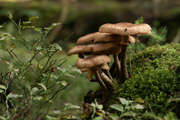 beautiful mushroom in the forest