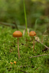 Fototapeta premium beautiful mushroom in the forest