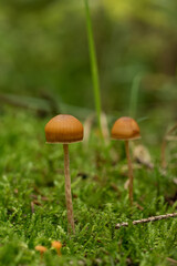 beautiful mushroom in the forest