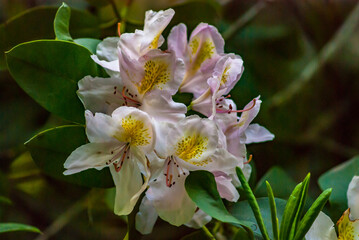 Great laurel (Rhododendron maximum)