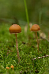 beautiful mushroom in the forest