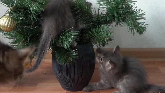 christmas new year funny video two kittens play among spruce branches in a vase kitty climbs plays between spruce branches christmas eats nibbles fir needles domestic cute animal concept