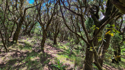 Hiking trail through enchanted ancient laurel sub tropical forest in the Teno mountain range on Tenerife, Canary Islands, Spain, Europe, EU. Dense diversified fauna. Path overgrown with moss and fern
