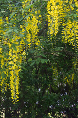 yellow blooming labrunum clusters close-up. A blooming spring labrunum tree