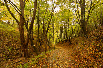 Fototapeta premium A road in an autumn forest studded with yellow leaves
