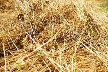 Dry summer grass, golden grass on the ground