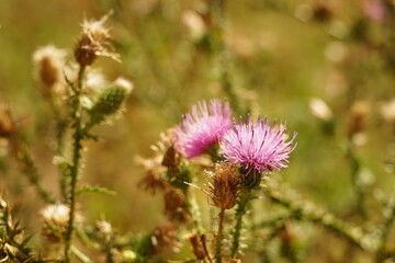 Purple thistle plant grows in sunny autumn garden