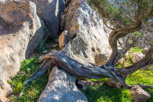 Ginepro fenicio, Juniperus phoenicea
