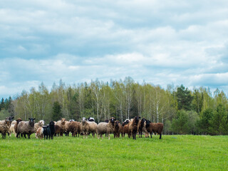 A group of black and white sheep graze on a green meadow, livestock and farming concept