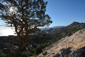 Ginepro fenicio, Juniperus phoenicea