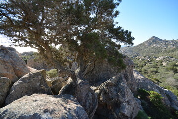 Fototapeta na wymiar Ginepro fenicio, Juniperus phoenicea