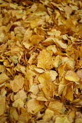 Autumnal background golden birch leaves