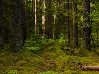 spruce forest with moss and ferns, eco tourism in the north in the forest