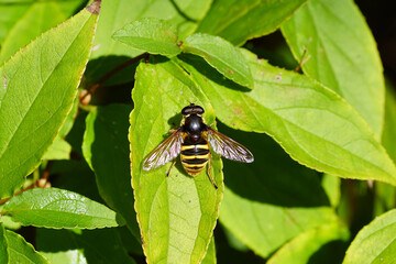 Close up female hoverfly, Yellow-barred Pond Fly, Sericomyia silentis, family Syrphidae. On a leaf of the shrub Deutzia of the family Hydrangeaceae. Dutch garden, Autumn, September, Netherlands
