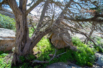 Fototapeta na wymiar Juniperus phoenicea, ginepro fenicio