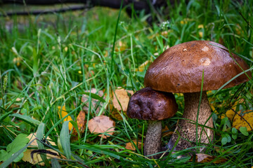 mushroom in the grass