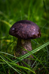 mushroom in the grass