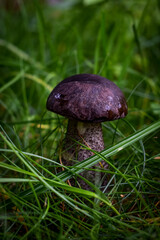 mushroom in the grass