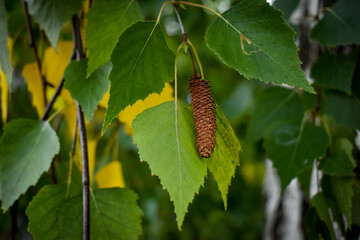 autumn leaves in the forest