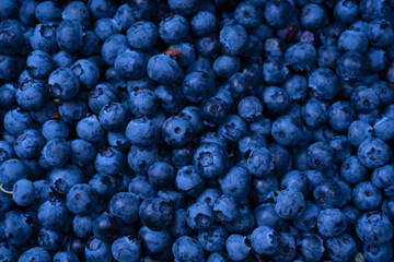 Fresh blueberry background. Texture blueberry berries close up.