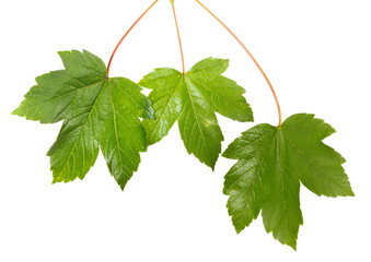 green maple leaves