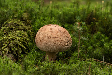 beautiful mushroom in the forest