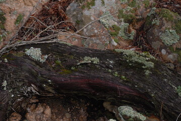 Juniperus phoenicea, ginepro fenicio