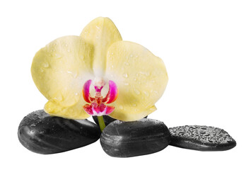 Yellow orchid and zen stones