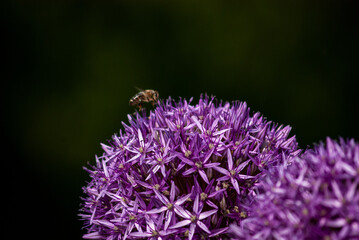 Bee at work