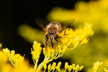 beautiful insect in spring on leaf in the grass