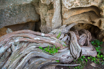 Juniperus phoenicea, ginepro fenicio