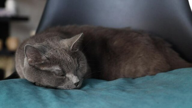 Gray fluffy cat is resting on turquoise pillow