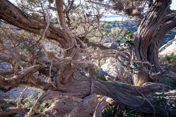 Juniperus phoenicea, ginepro fenicio