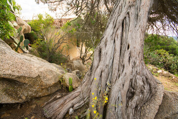 Juniperus phoenicea, ginepro fenicio