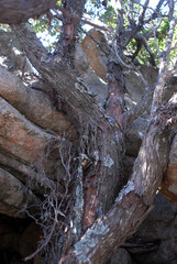 Juniperus phoenicea, ginepro fenicio
