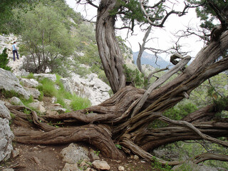 Juniperus phoenicea, ginepro fenicio