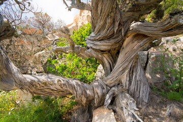 Fototapeta premium Juniperus phoenicea, ginepro fenicio