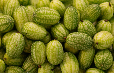 Cucamelon (Melothria scabra) - edible Mexican miniature watermelon - cucumber. Cucumbers mini watermelons, have a delicious taste with sourness
