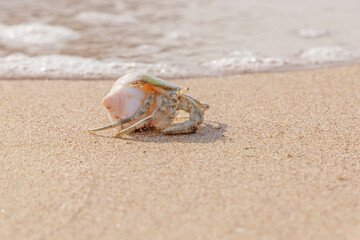hermit crab crawling with a shell on sand at sea