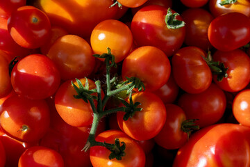 Big pile of red and ripe tomatoes in the sun.